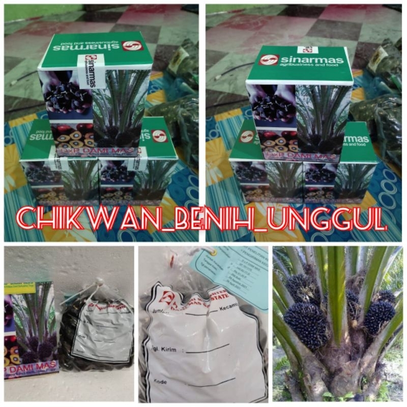 Bibit benih polong sawit DxP DAMI MAS