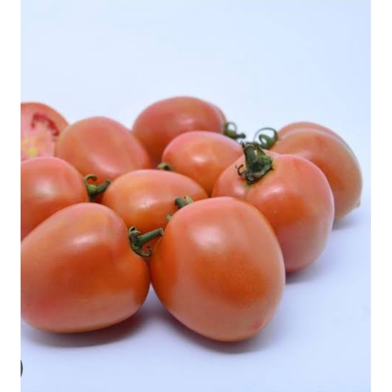 

tomat buah / pampang online