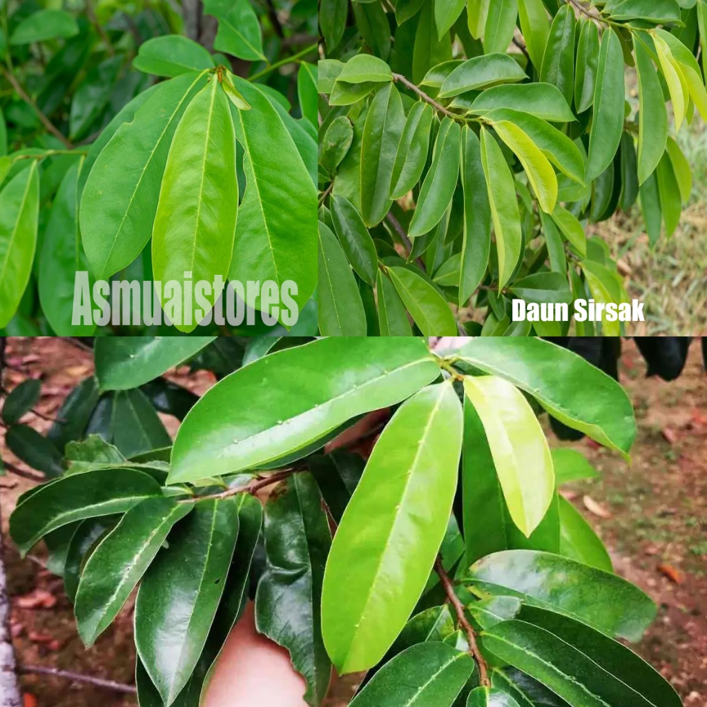 

Daun sirsak Segar baru petik per lembar daun berkualitas super fresh daun sirsak obat herbal