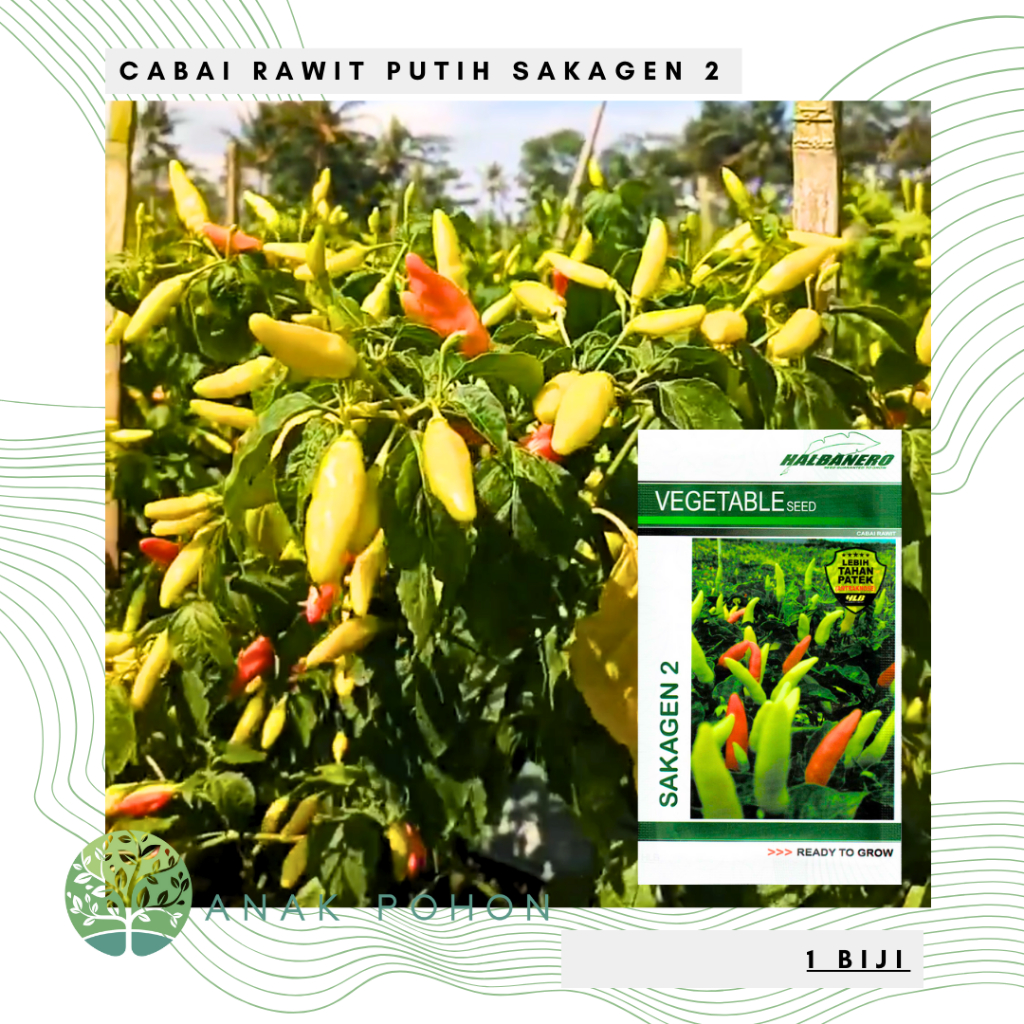 Benih Bibit Biji - Cabai Rawit Putih Sakagen 2 Cabe Rawit Pedas Halbanero Seeds - Panen Dalam 50 Har