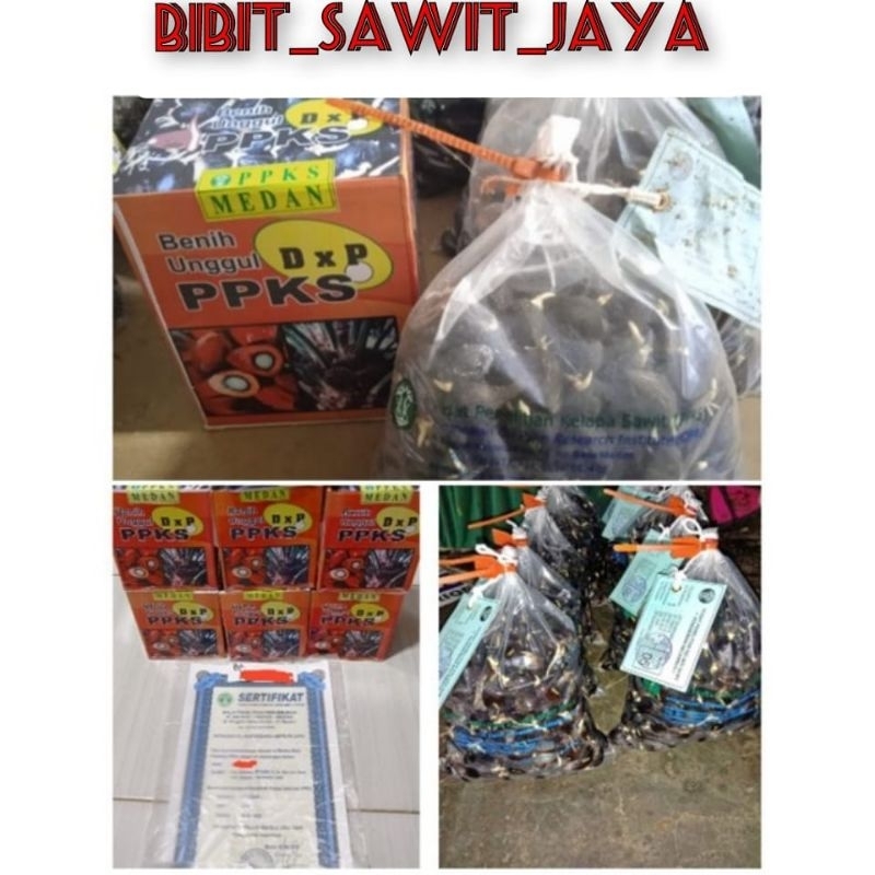 BENIH SAWIT UNGGUL DXP PPKS