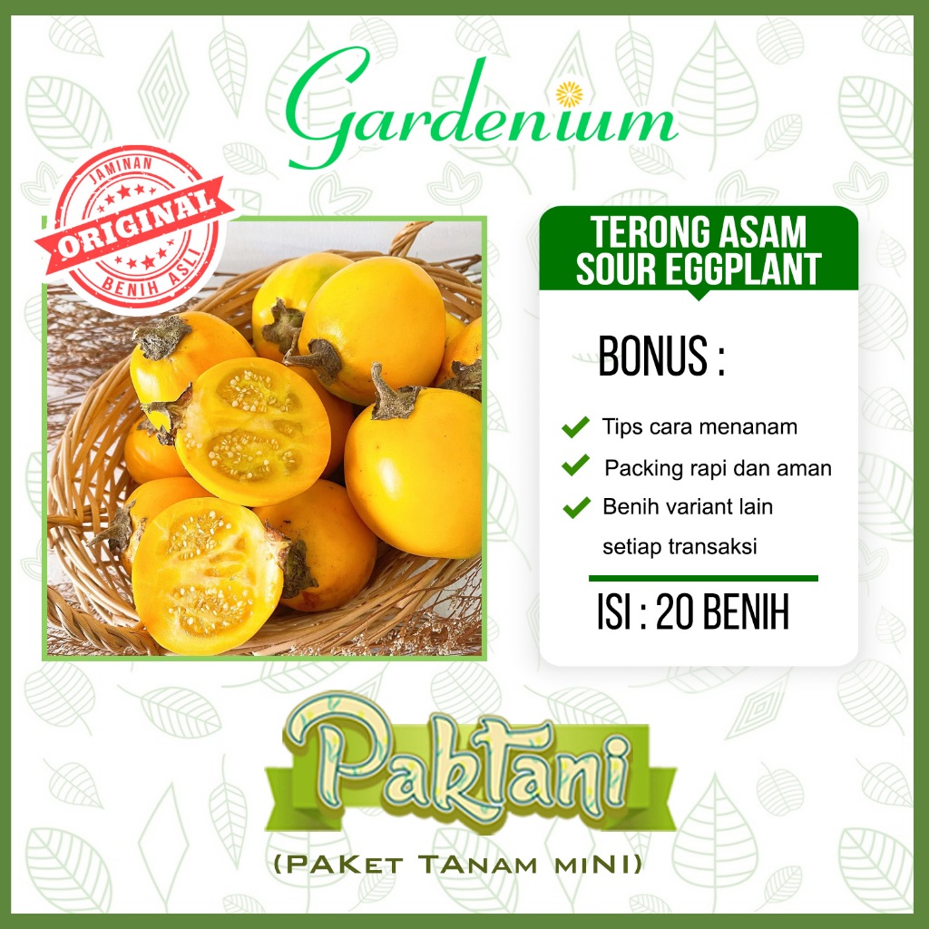 20 Benih Terong Asam Terong Dayak Sour Eggplant Paktani