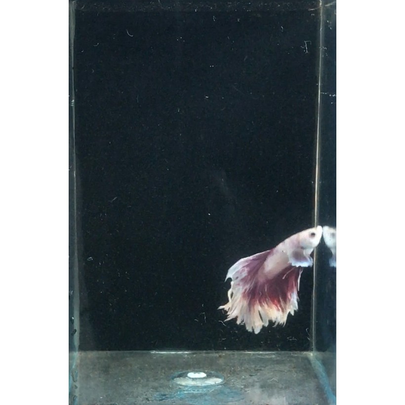 Ikan Cupang Halfmoon Lavender Dumbo Ear / Ikan Aquascape / Ikan Hias Air Tawar