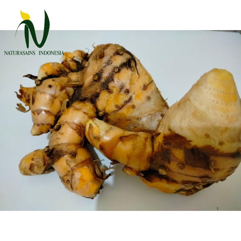 

Temulawak segar 500 gram