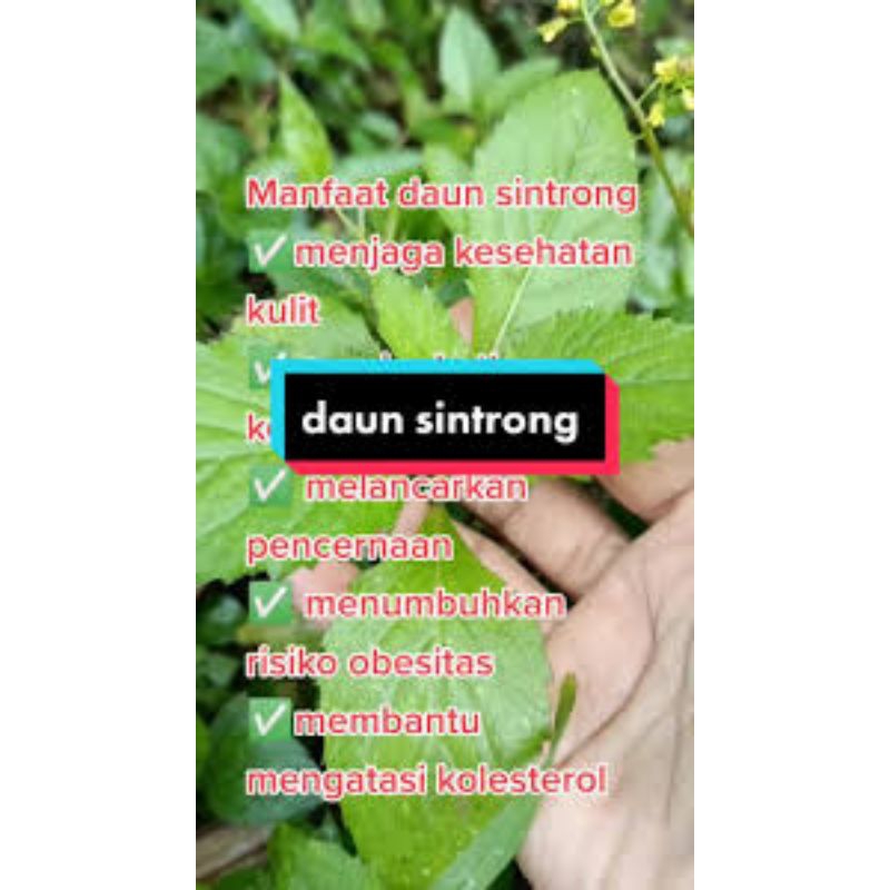 

daun sintrong segar 500grm