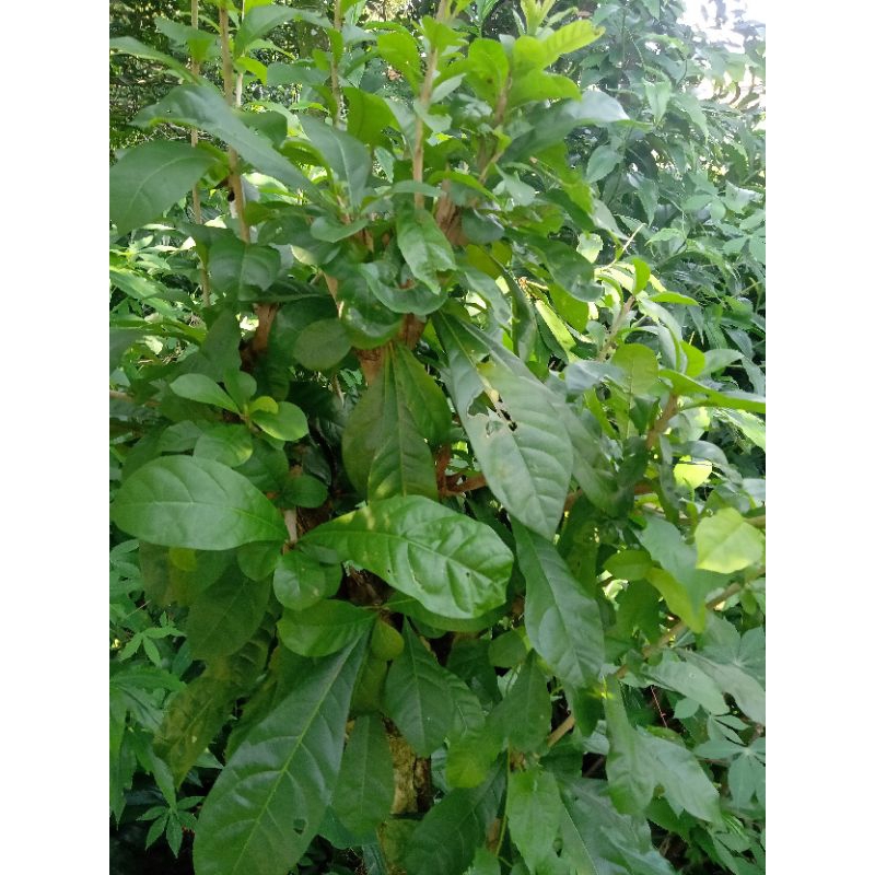 

daun berenuk 50 lembar segar