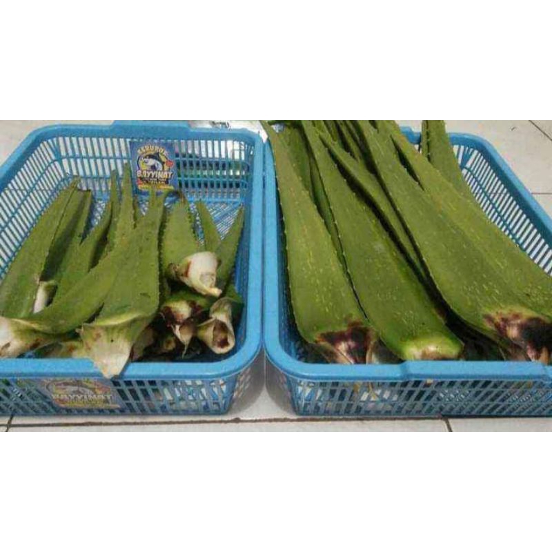 

Plepah lidah buaya per kg