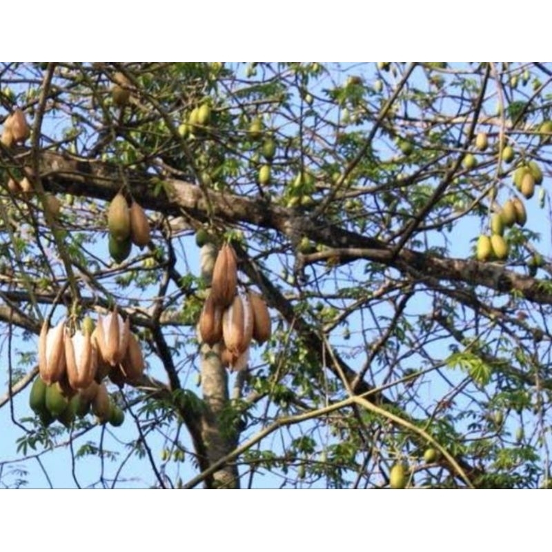 Tanaman Pohon Kapuk