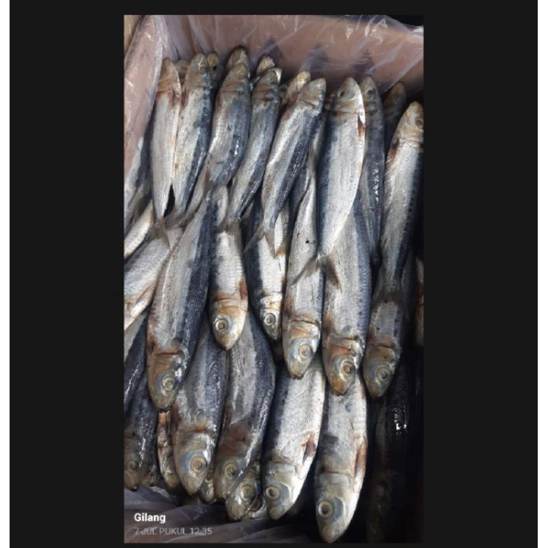 

ikan asin campur harga untuk 1kg .hasil dari laut sendiri masih fres