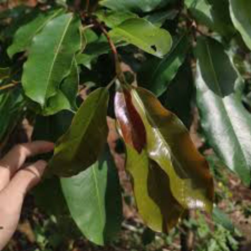 

daun Bunut segar 500grm