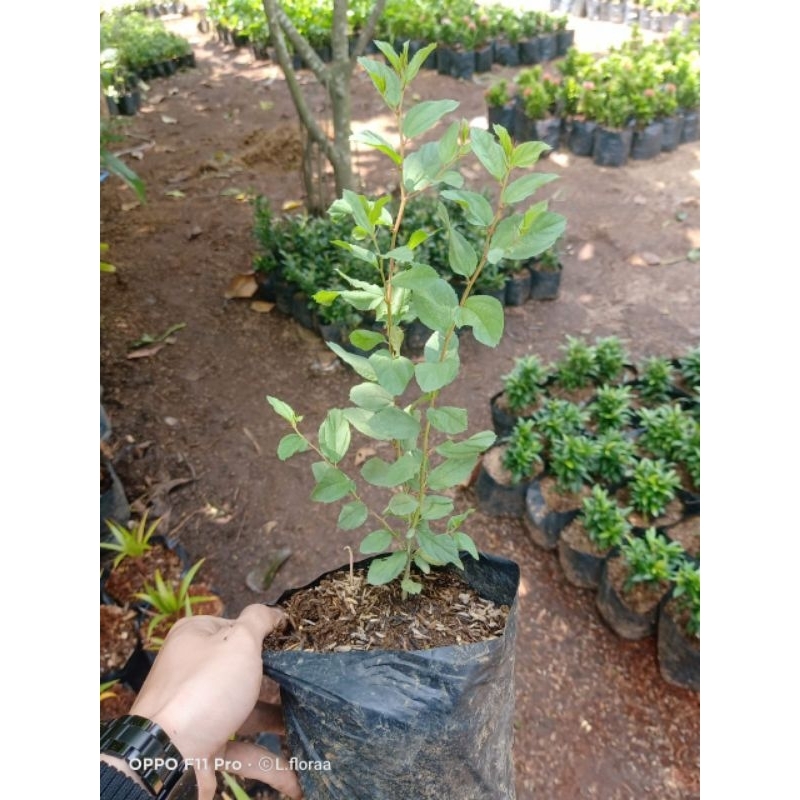 Tanaman Bidara arab asli / Tanaman Bidara arab pengusir jin / pohon Bidara arab