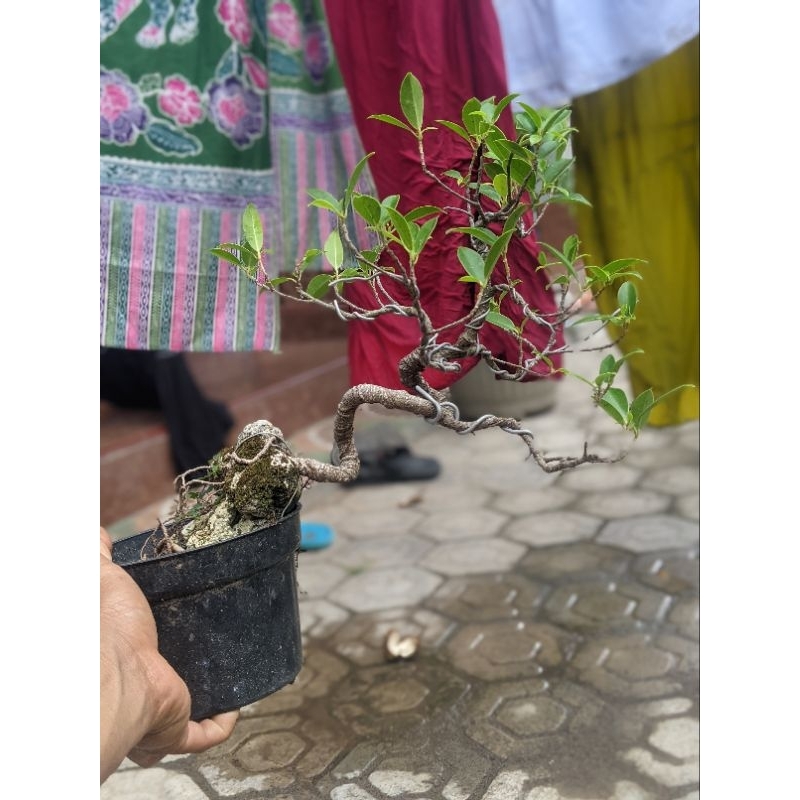 Bonsai Mini Beringin Kimeng On The Rock