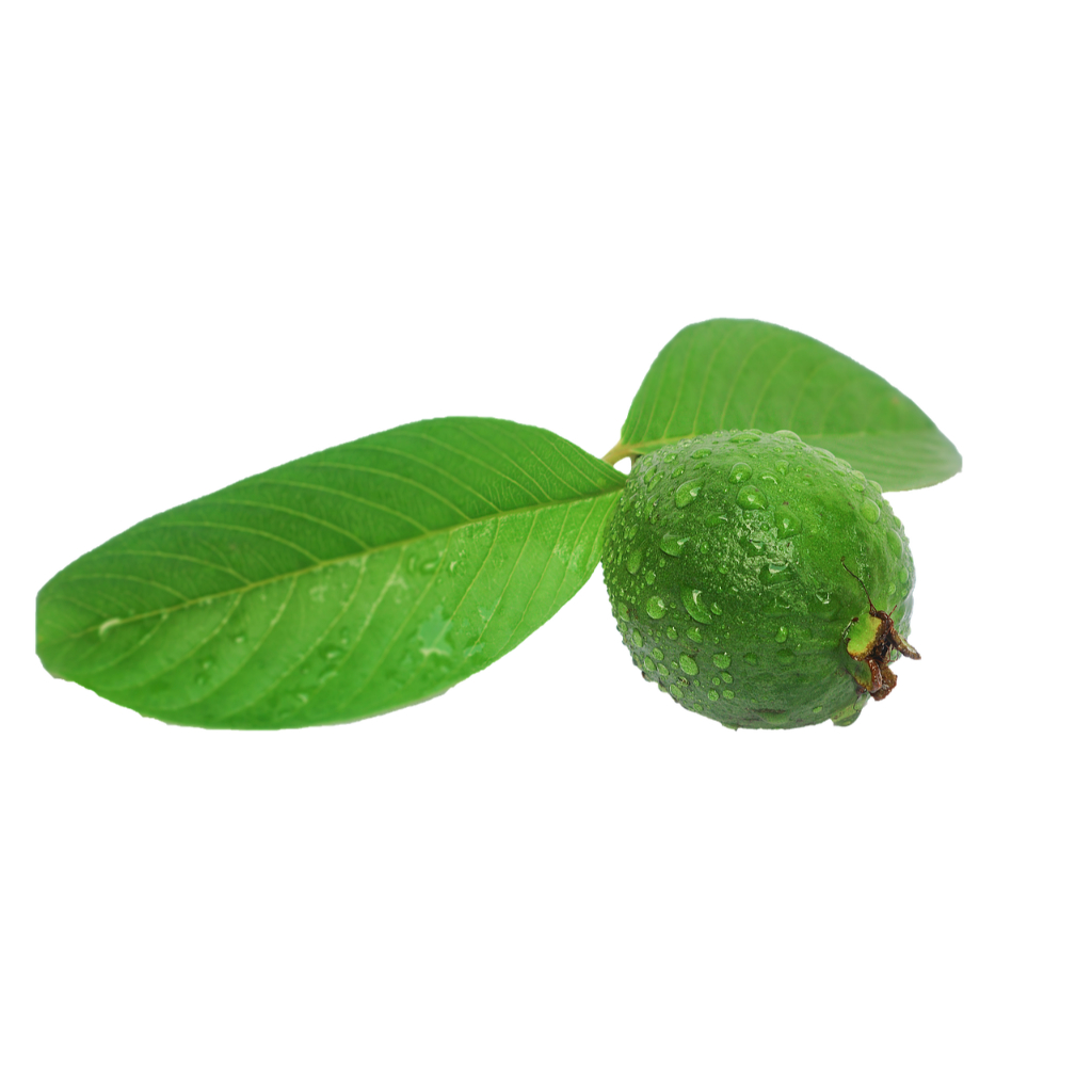 

Buah Pentil Jambu Muda Segar