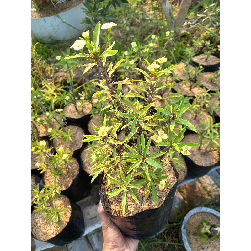 Tanaman Euphorbia - Bunga kuning - Bunga merah kecil untuk taman