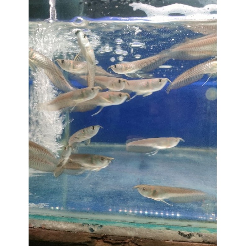 KODE T3A promo 1rb dapat 2 ikan hias air tawar arwana silver red silver brazil serat merah ukuran 91