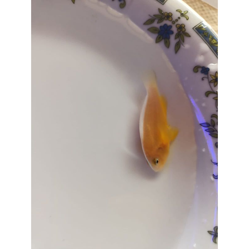 ikan giro pelet (ikan hias laut)