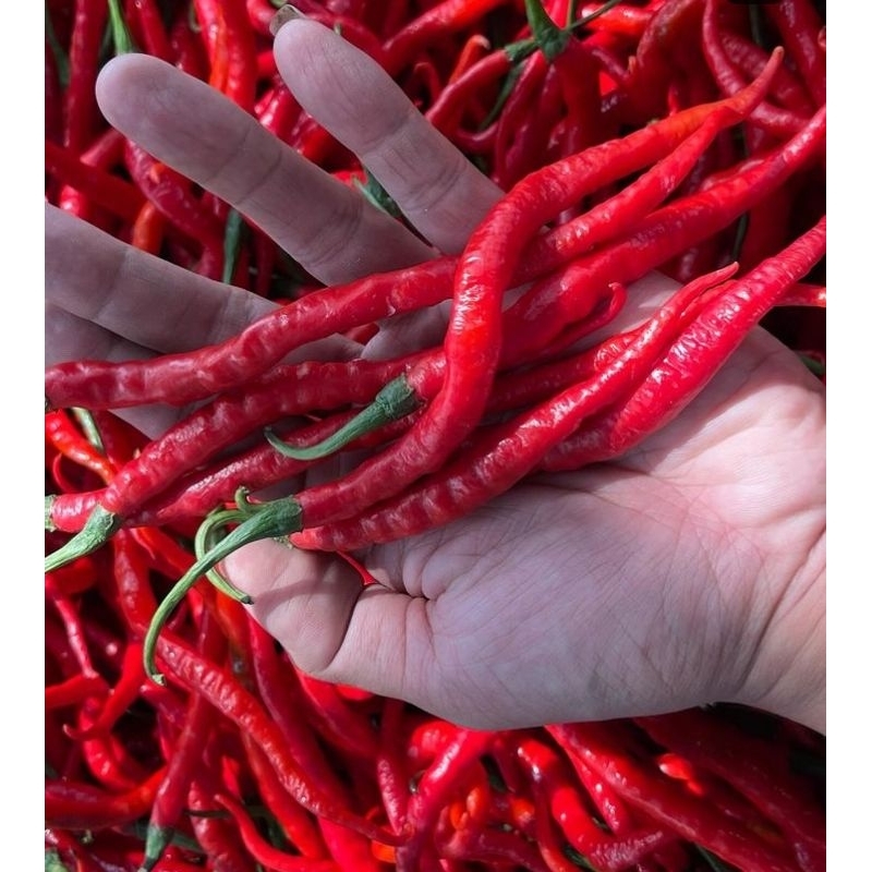 

cabai merah keriting 500gr
