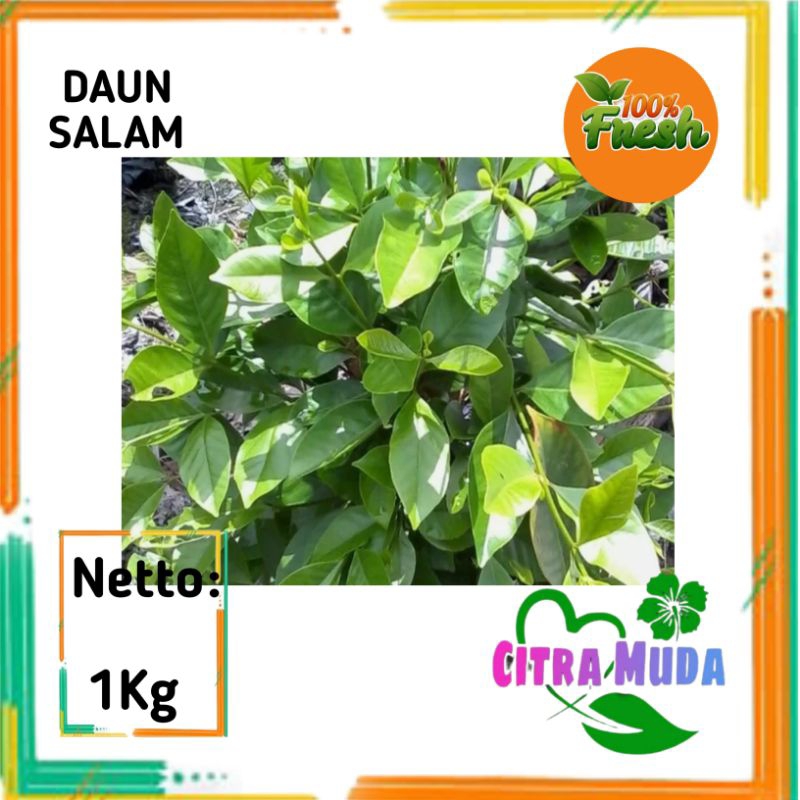 

Daun salam Segar 1kg Organik Petik langsung