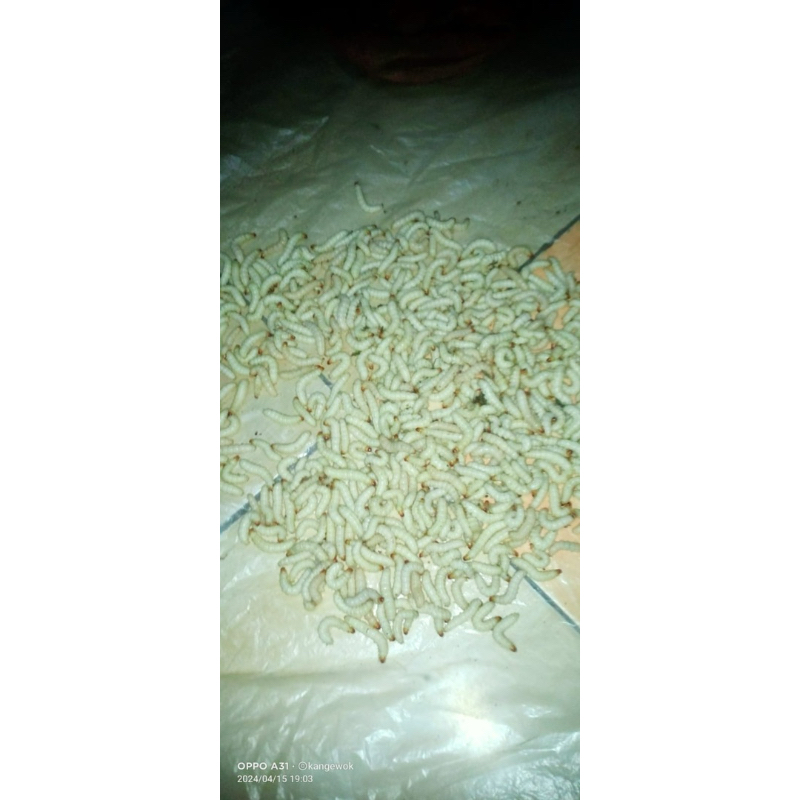 ulat bambu/cangcilung 55 ekor