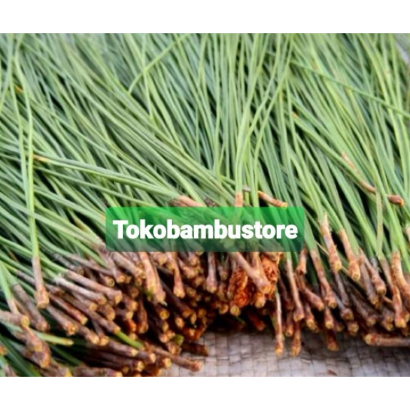 

Daun pinus segar murni daun tanpa batang 1 kg-az