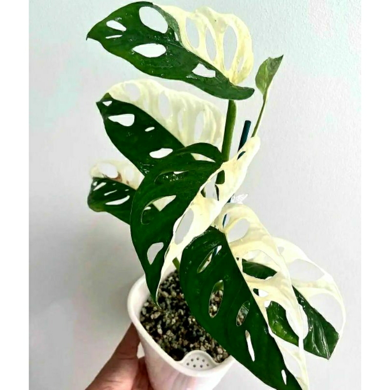 Janda Bolong Varigata Jepang