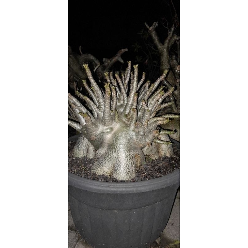 ADENIUM ARABICUM GODJI JUMBO PERFOME OKE