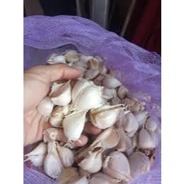 

Bawang Putih Kating Kemasan