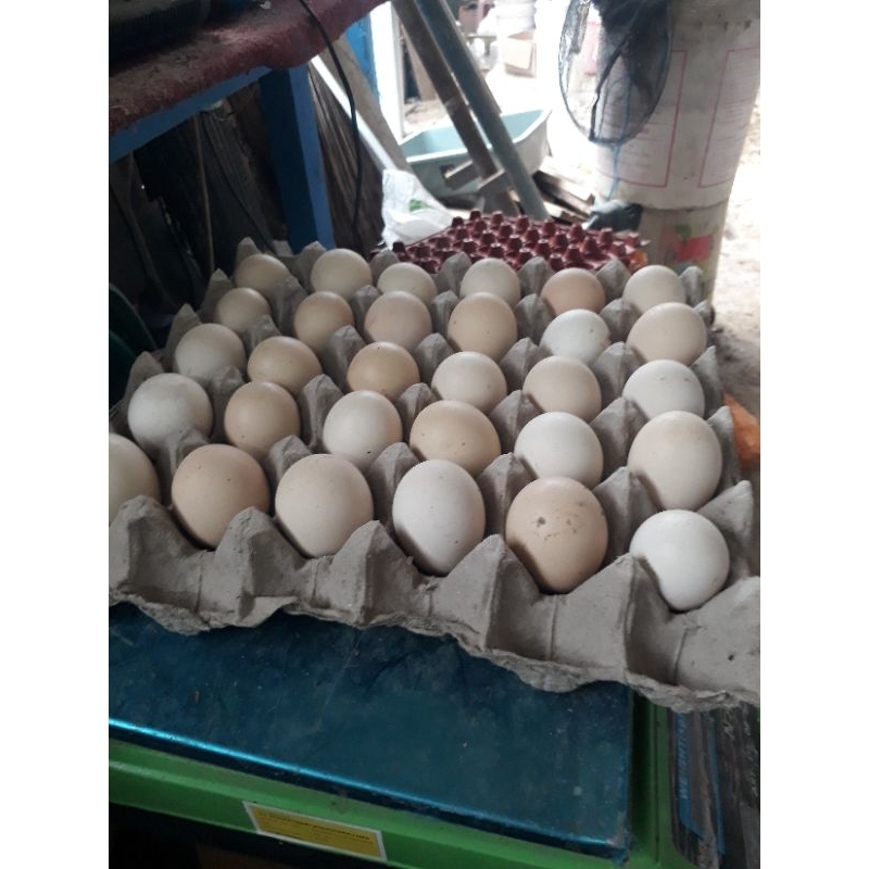 

telur ayam kampung organik