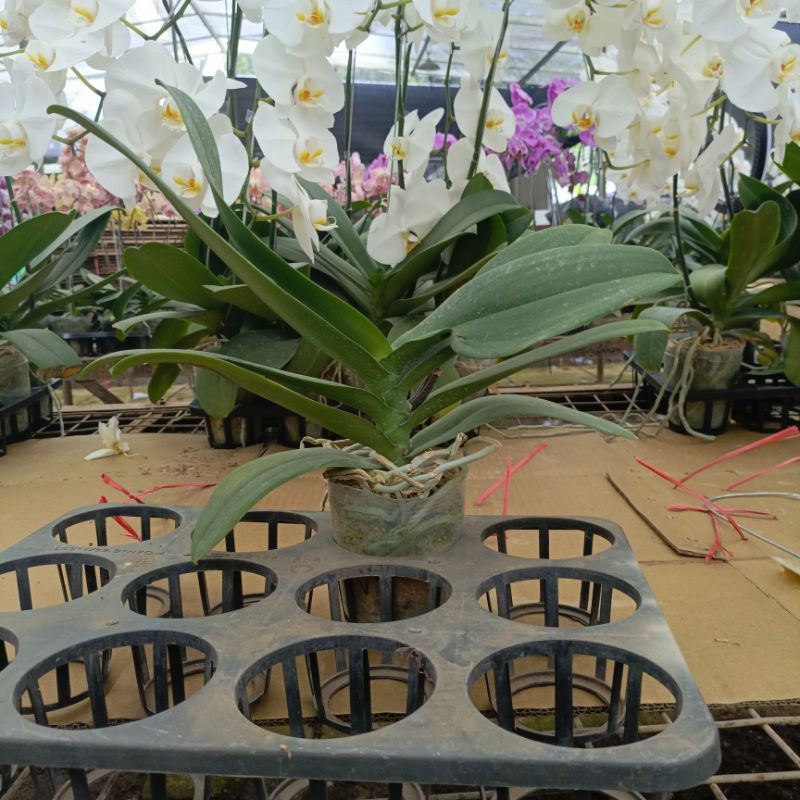 Bibit Anggrek Bulan Jumbo Bunling 2 pot