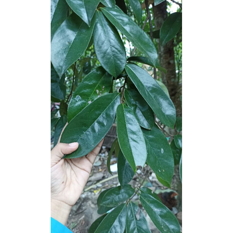 

daun sirsak organik 1 lembar
