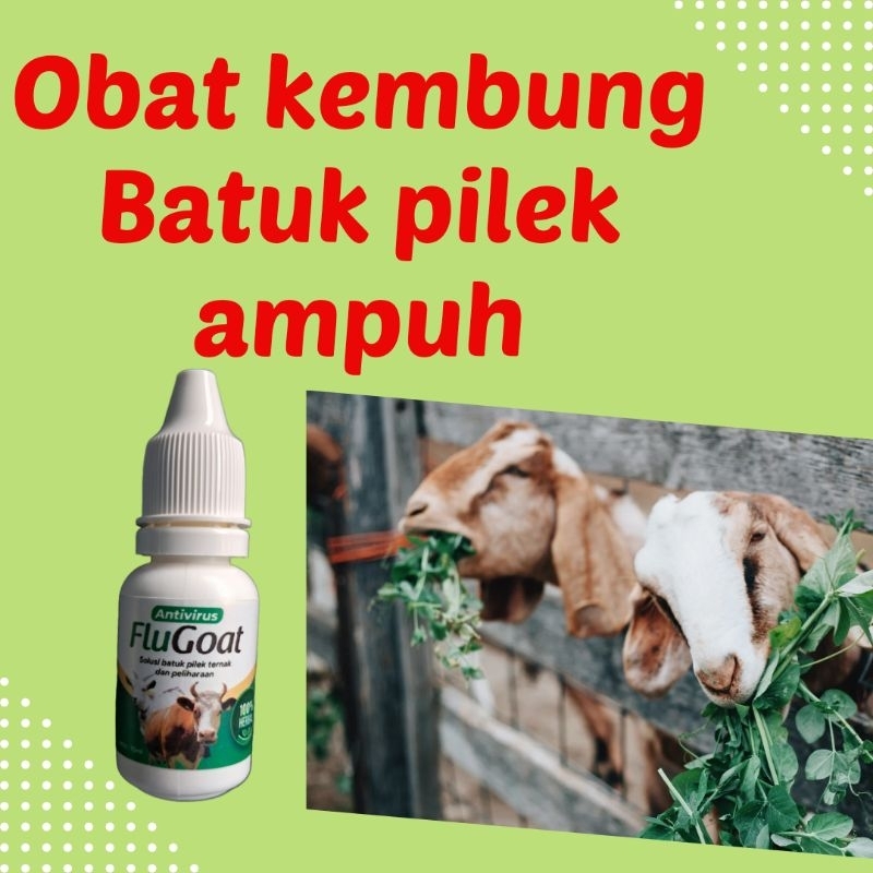 FLUGOAT obat batuk pilek kembung sapi dan kambing