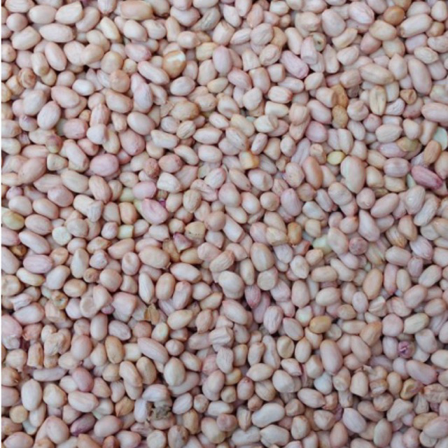 

Kacang Tanah Putih Andra 1 kg