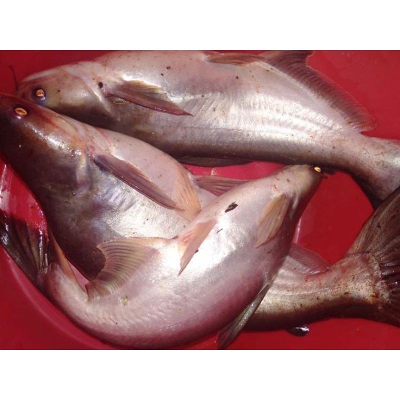 

Ikan Patin 500gr Fresh