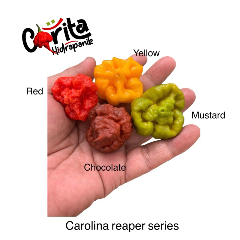 jual benih cabe import Carolina reaper Series