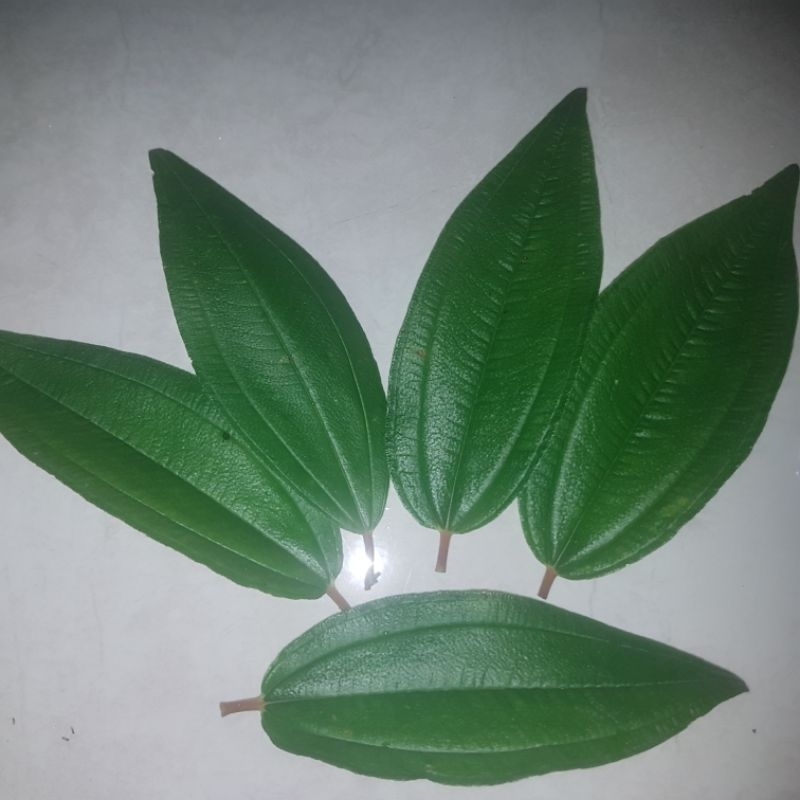 

Daun senggani / harendong 500gram