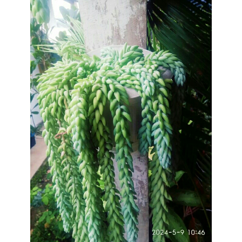 BUNGA AIR MATA IBU/AIR MANCUR