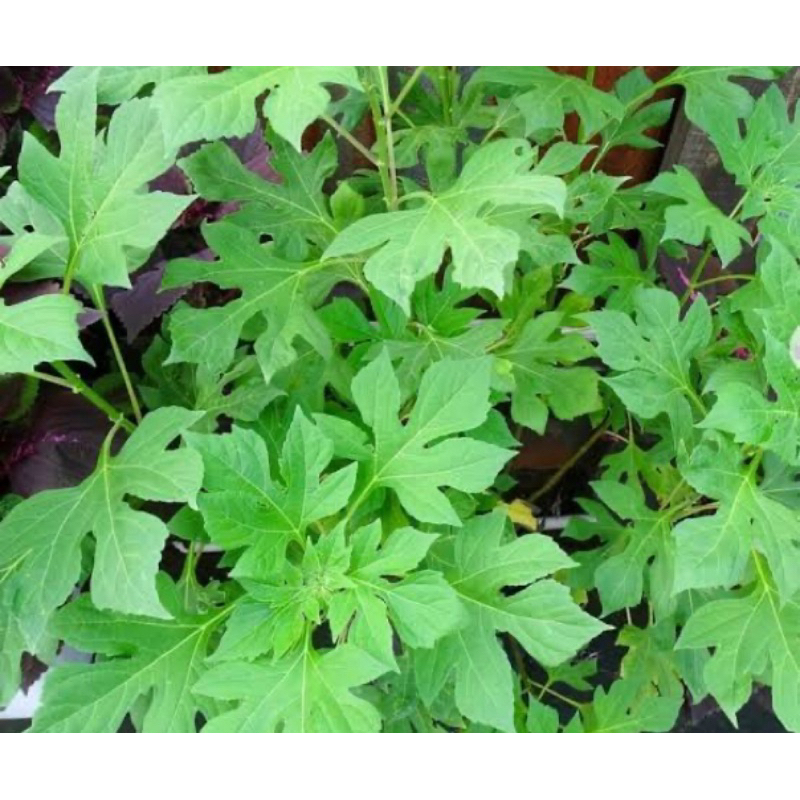 

Jual daun insulin segar daun kipahit 500 gram-az