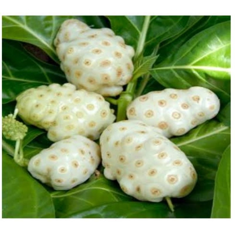 

Buah mengkudu cengkudu cangkudu 1kg