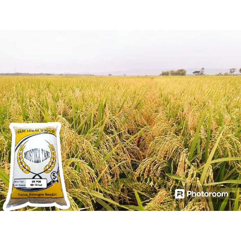 benih padi SR P08 ultra genjah 5kg 70 hst panen