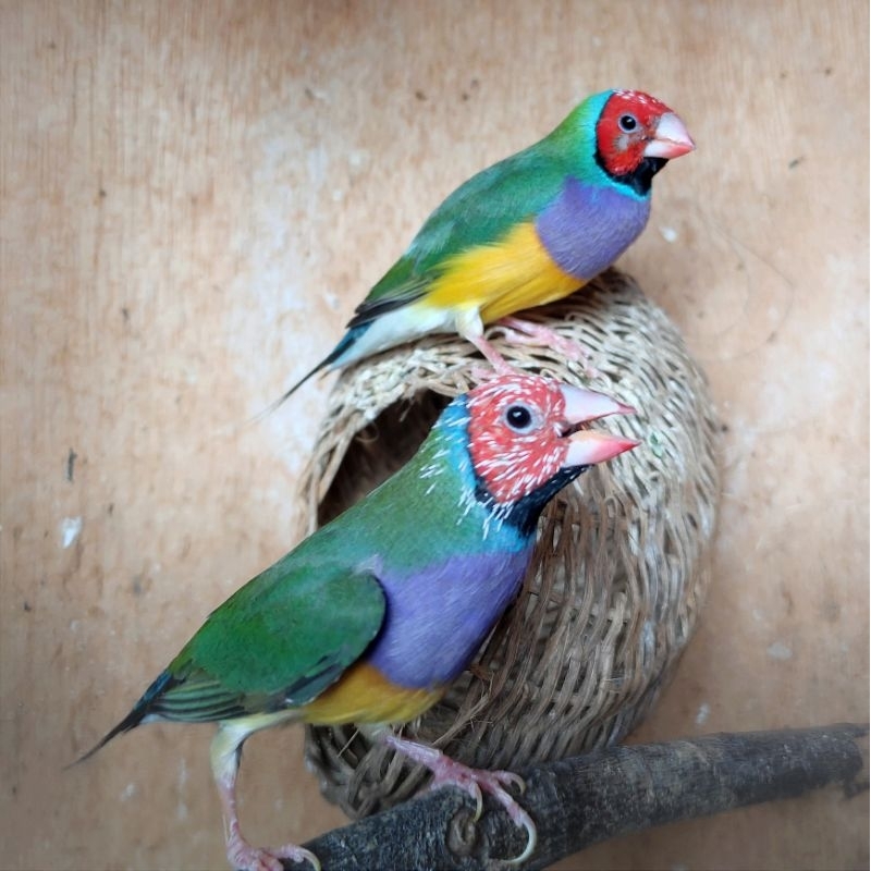 Burung Gould Amadine Ternakan Lokal Jantan Siapan Satuan