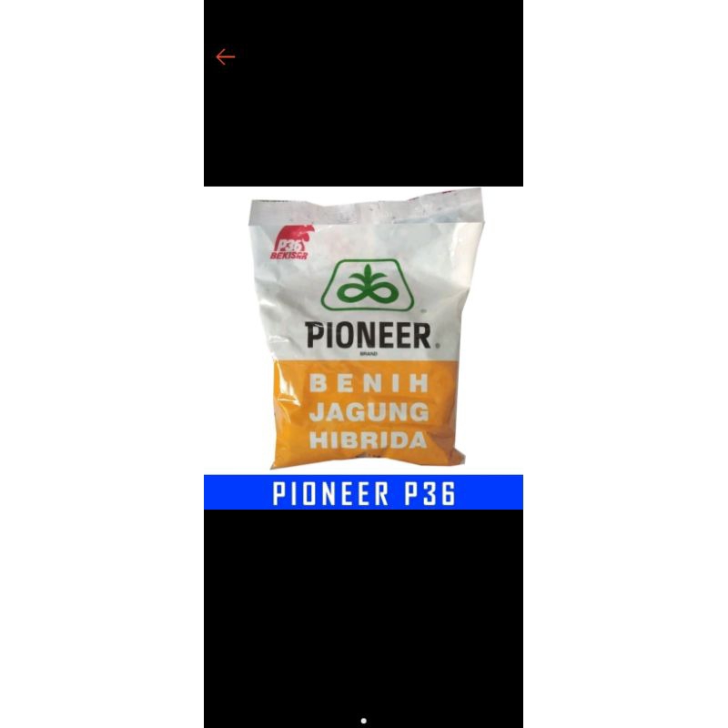 BENIH JAGUNG P36 kemasan 1kg