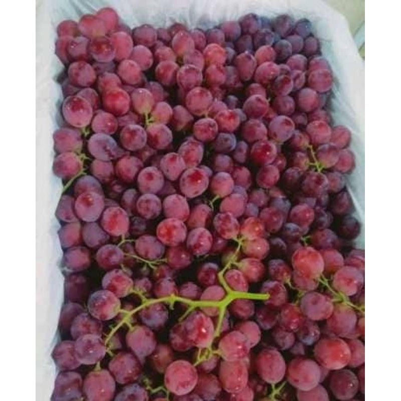 

anggur red globe australia