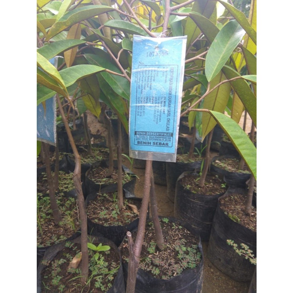 bibit durian musangking bersertifikat asli