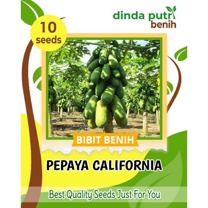 benih bibit pepaya california f1 isi 10biji , benih pepaya super