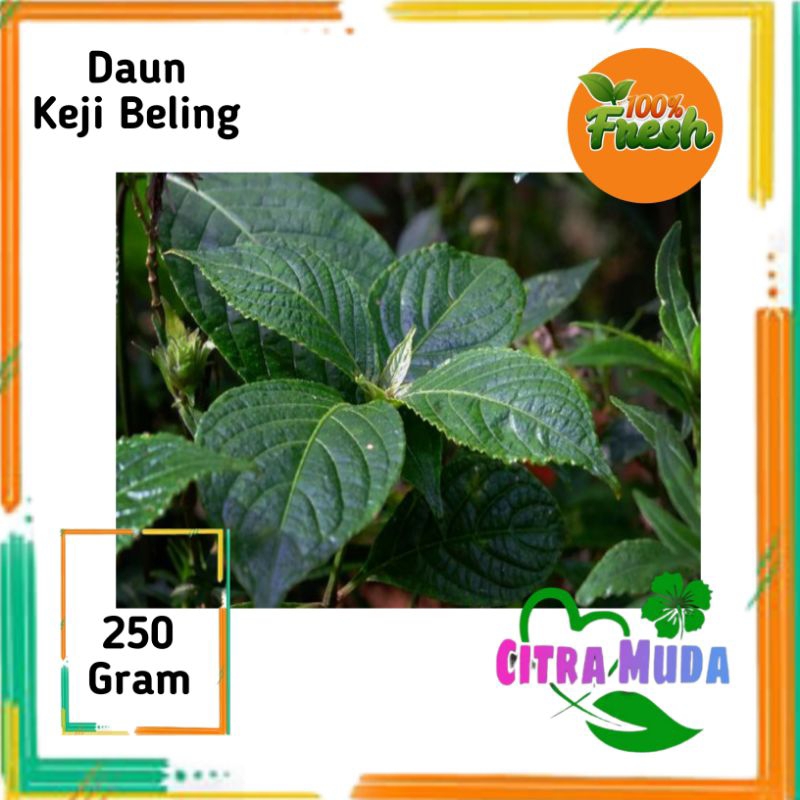 

Daun Keji Beling segar 250 gram