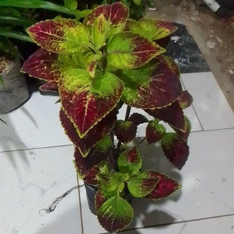 miyana Arjuna,tanaman hias miana arjuna