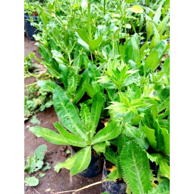 

Daun Walang Sangit Plus Akarnya Per 12pohon