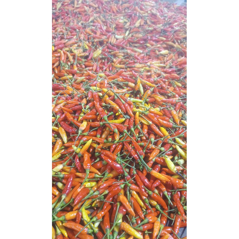 

Cabe Rawit Segar Pontianak