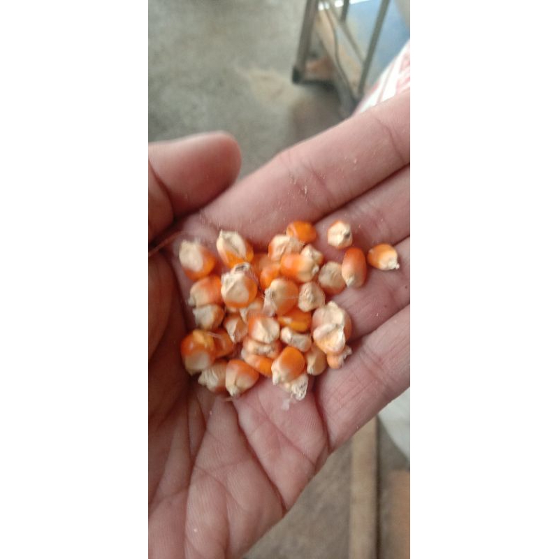 jagung pipil pakan ternak
