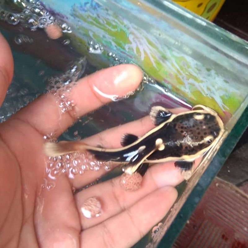 IKAN RTC